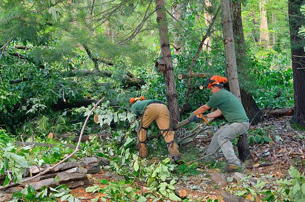 Tree Root Removal in Point Pleasant, WV